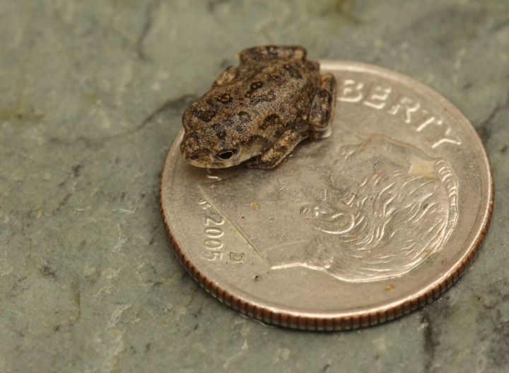 American Toad